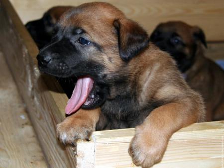b&eacute;b&eacute; malinois 